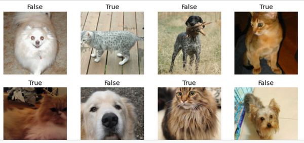 🐻 Deep Learning Image Recognition: 3 Projects in One